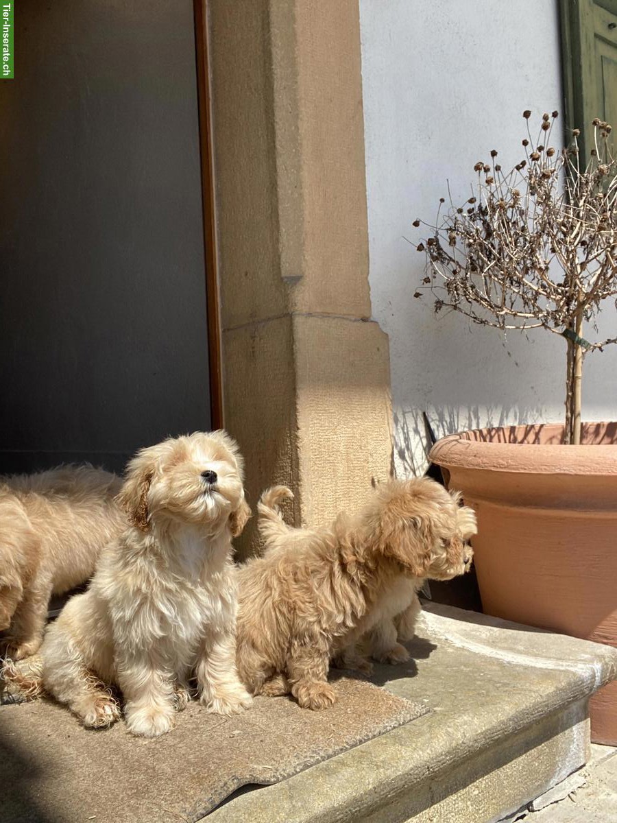 Small/medium Labradoodle F1 Welpen zu vergeben