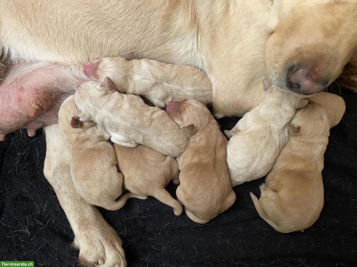 Bild 2: Small/medium Labradoodle F1 Welpen zu vergeben