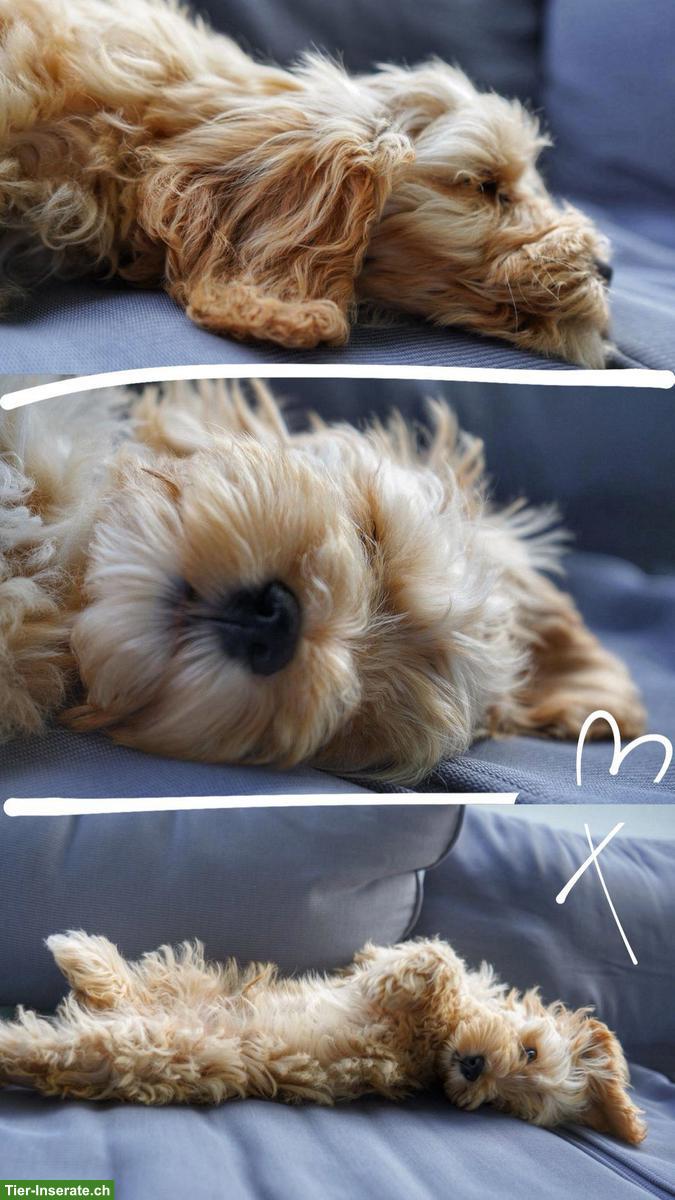 Bild 3: Small/medium Labradoodle F1 Welpen zu vergeben