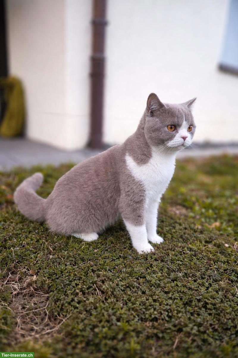 Britisch Kurzhaar Kater - Deckkater sucht passende Katze