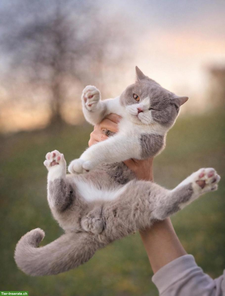 Bild 2: Britisch Kurzhaar Kater - Deckkater sucht passende Katze