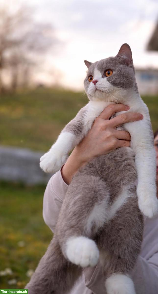 Bild 3: Britisch Kurzhaar Kater - Deckkater sucht passende Katze