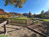 Suche älteren Shetland Pony Wallach, kinderlieb