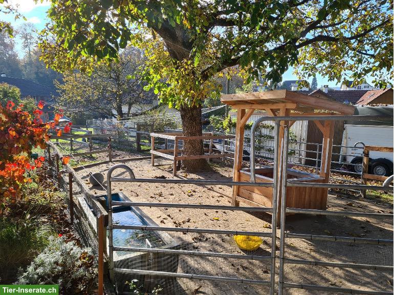 Bild 2: Suche älteren Shetland Pony Wallach, kinderlieb