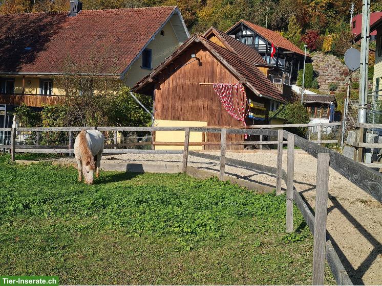 Bild 3: Suche älteren Shetland Pony Wallach, kinderlieb