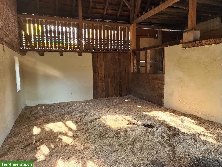 Bild 4: Suche älteren Shetland Pony Wallach, kinderlieb