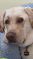 Traum-Labrador Rüde sucht Traumplatz