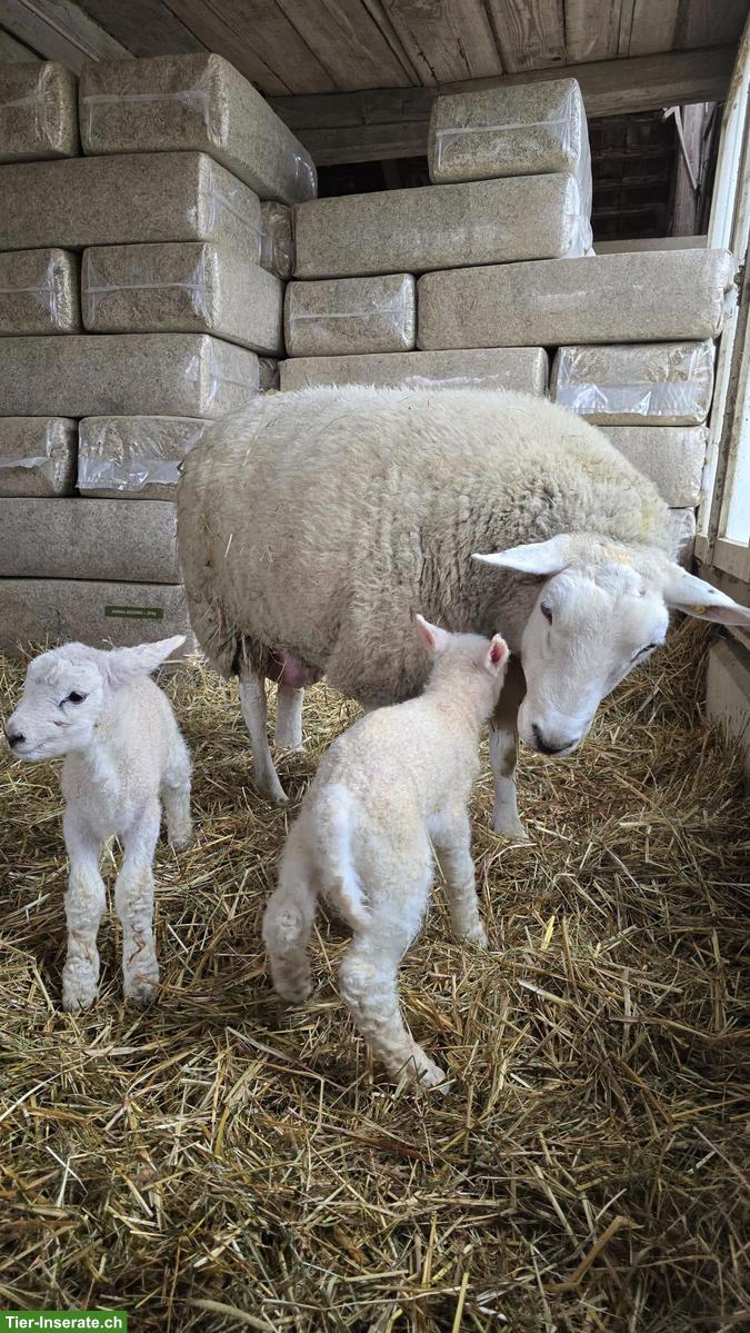 Texelschaf-Böcke, reinrassig, Bio Suisse