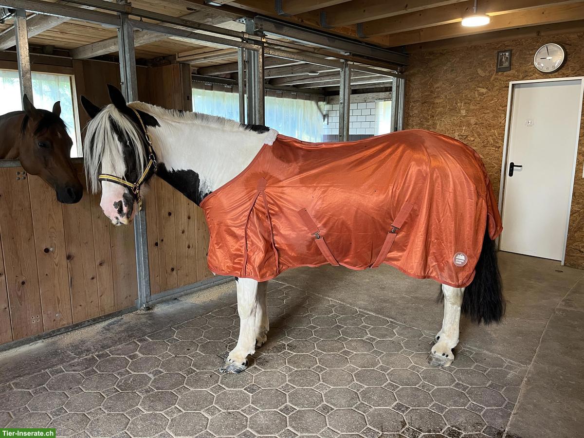 Bild 8: Pferdedecken Grösse 145cm zu verkaufen