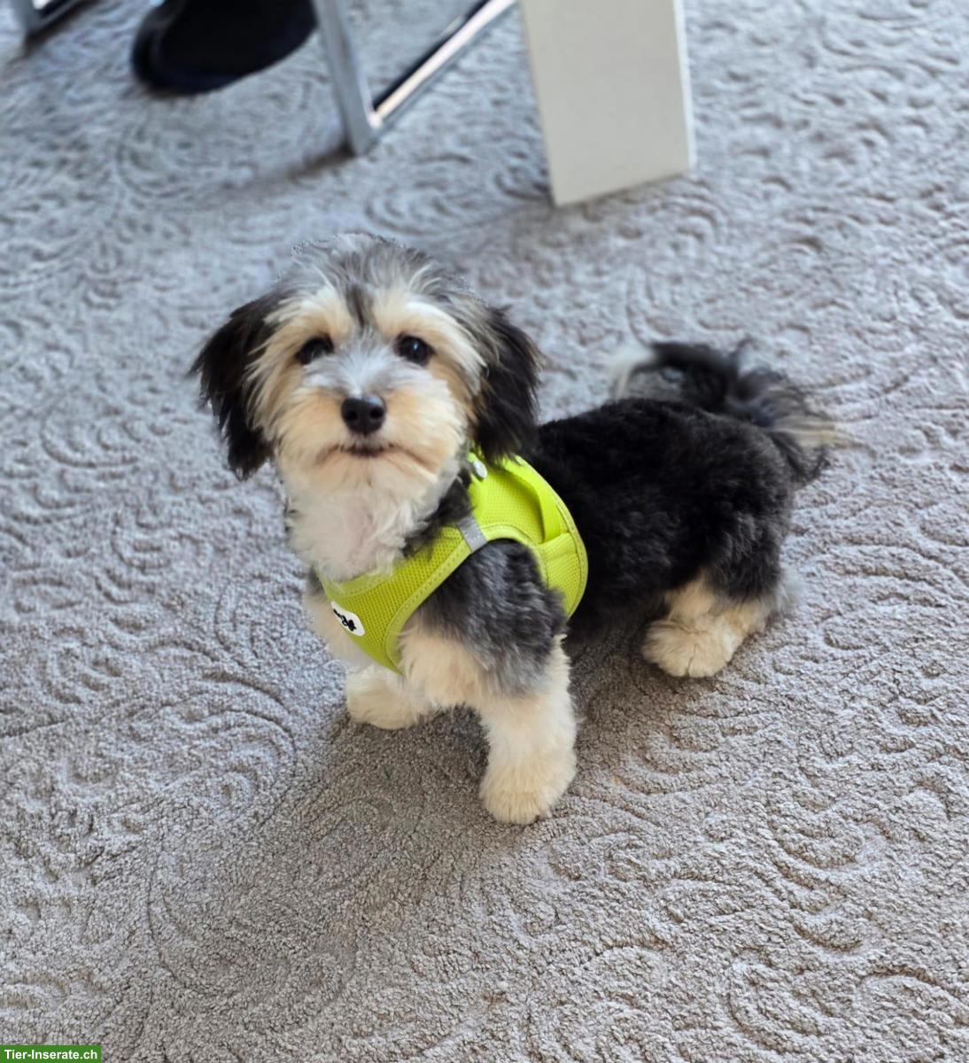 Havaneser Hündin mit Stammbaum