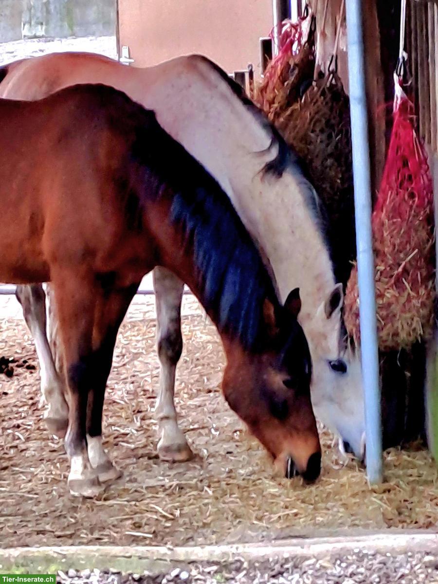 Gruppen- oder Offenstall gesucht für 2 Wallache, Umkreis Bremgarten