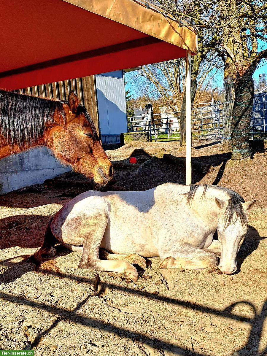 Bild 2: Gruppen- oder Offenstall gesucht für 2 Wallache, Umkreis Bremgarten