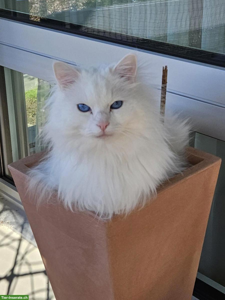 Weisser Kater Mylo sucht seinen Seelenmenschen