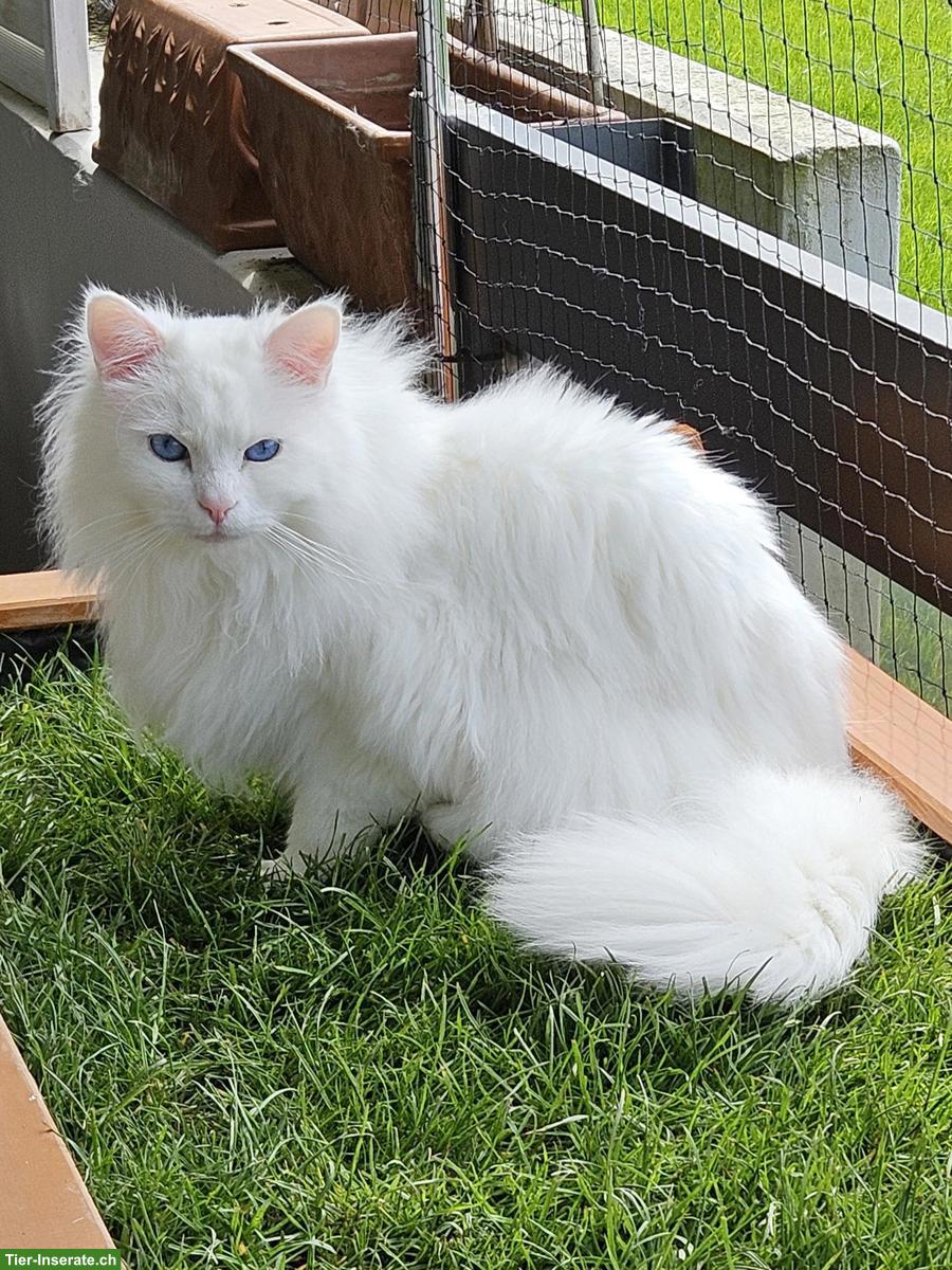 Bild 2: Weisser Kater Mylo sucht seinen Seelenmenschen