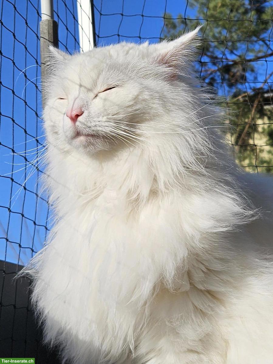 Bild 3: Weisser Kater Mylo sucht seinen Seelenmenschen