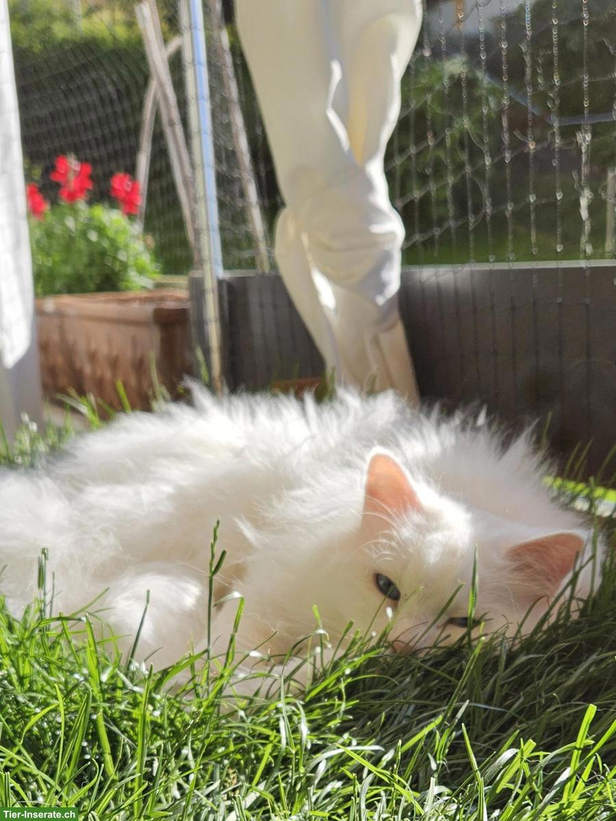 Bild 4: Weisser Kater Mylo sucht seinen Seelenmenschen