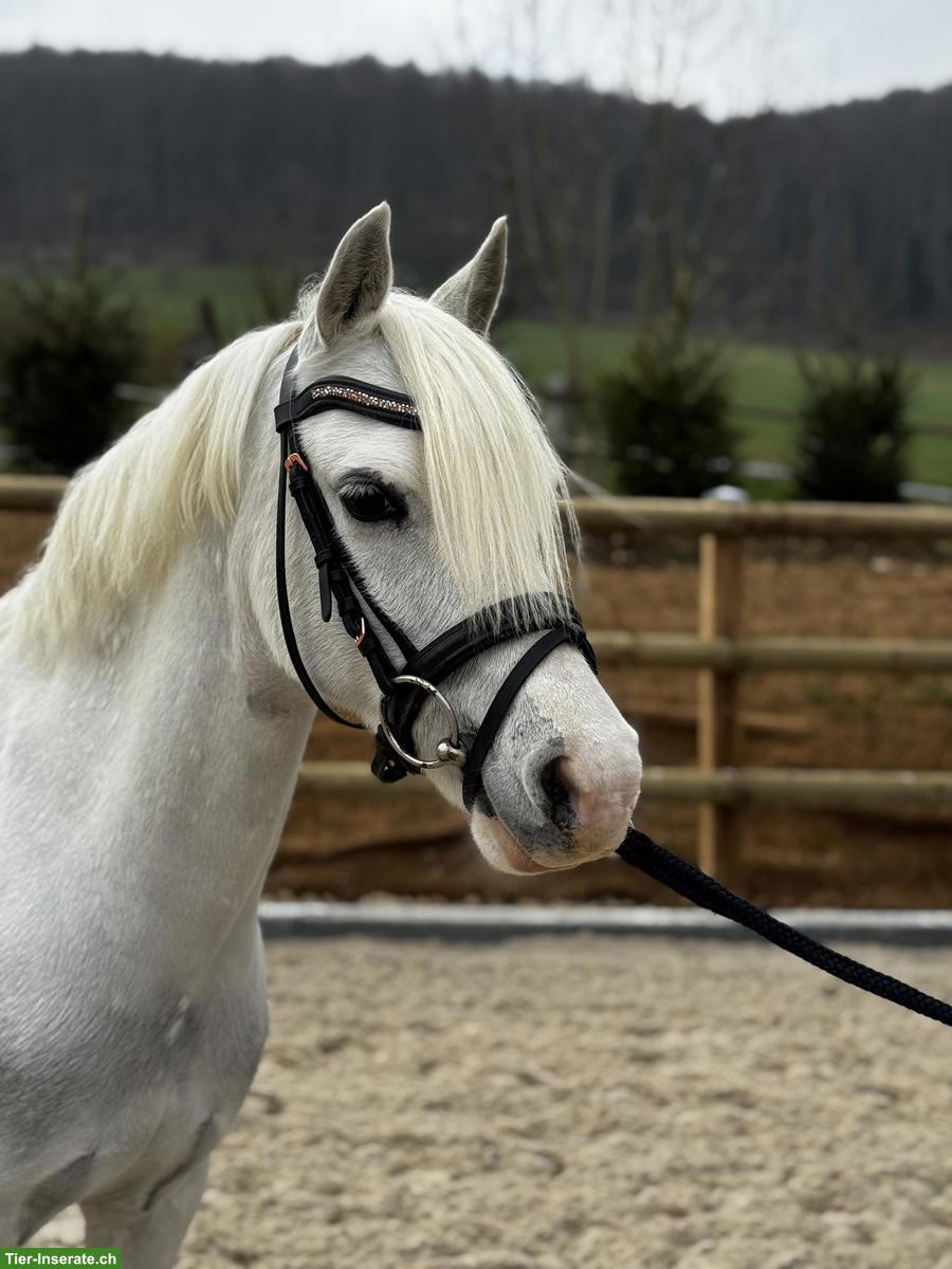 Bildhübsche 13-jährige Welsh-B Ponystute