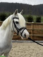 Bildhübsche 13-jährige Welsh-B Ponystute