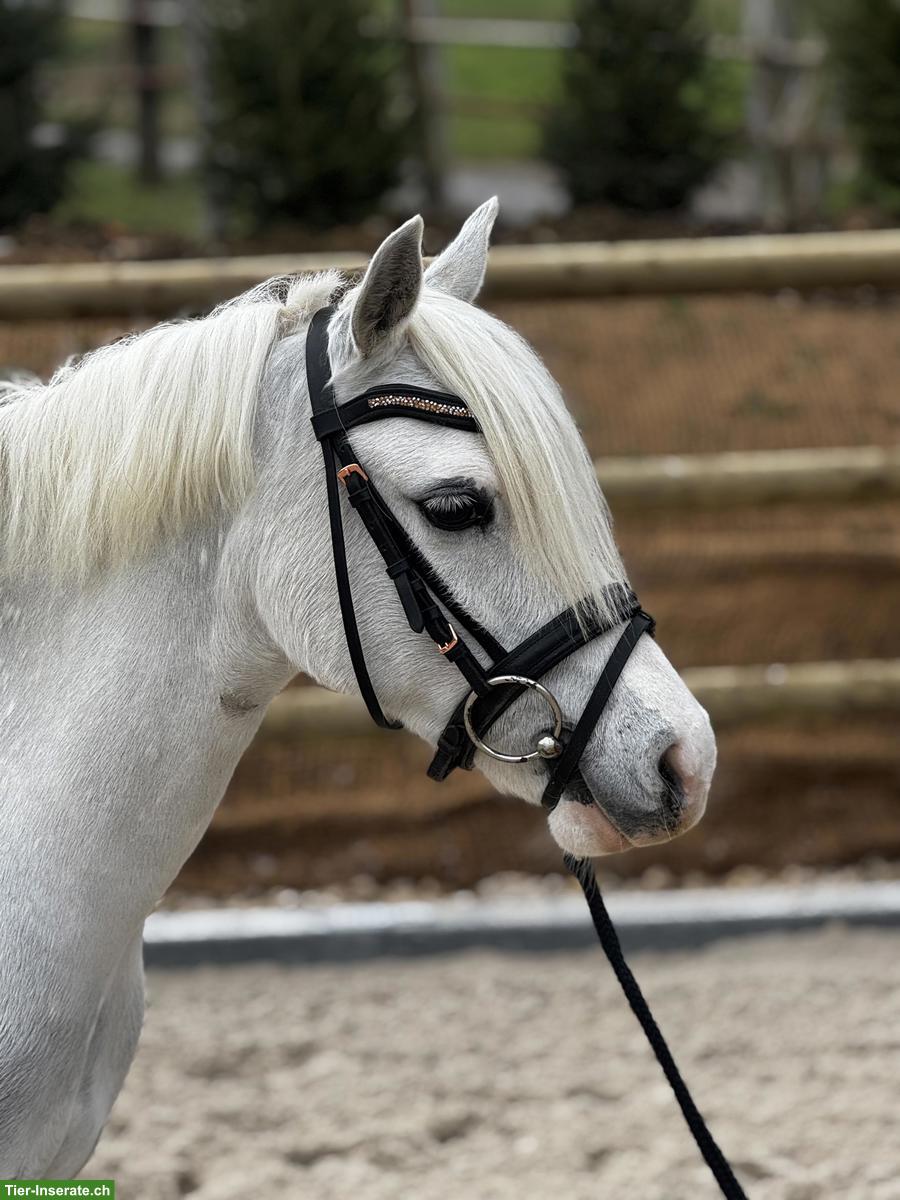 Bild 2: Bildhübsche 13-jährige Welsh-B Ponystute