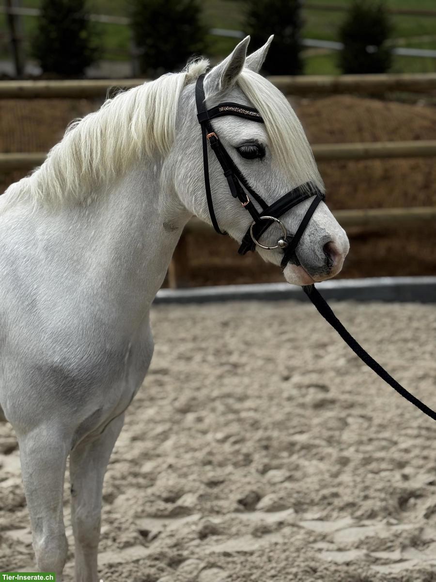 Bild 3: Bildhübsche 13-jährige Welsh-B Ponystute