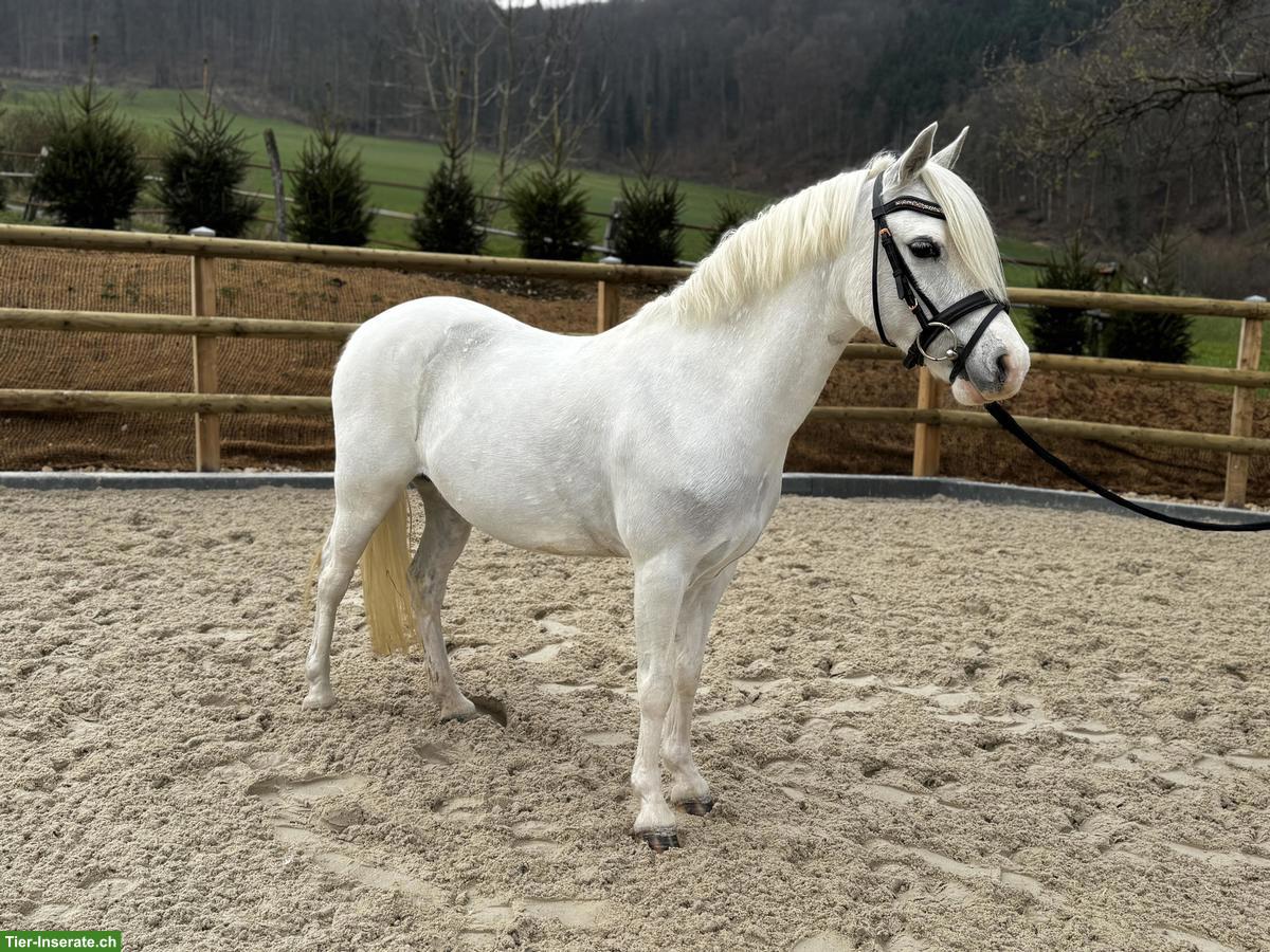 Bild 4: Bildhübsche 13-jährige Welsh-B Ponystute
