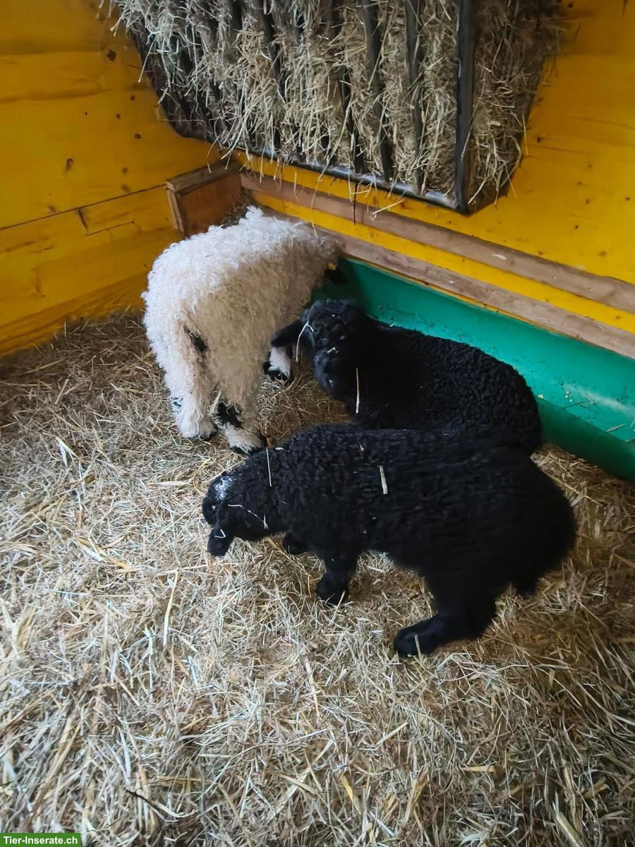 2 Lämmer (Auen), Walliser Schwarznasenschaf x Walliser Landschaf