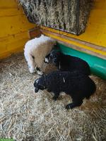 2 Lämmer (Auen), Walliser Schwarznasenschaf x Walliser Landschaf