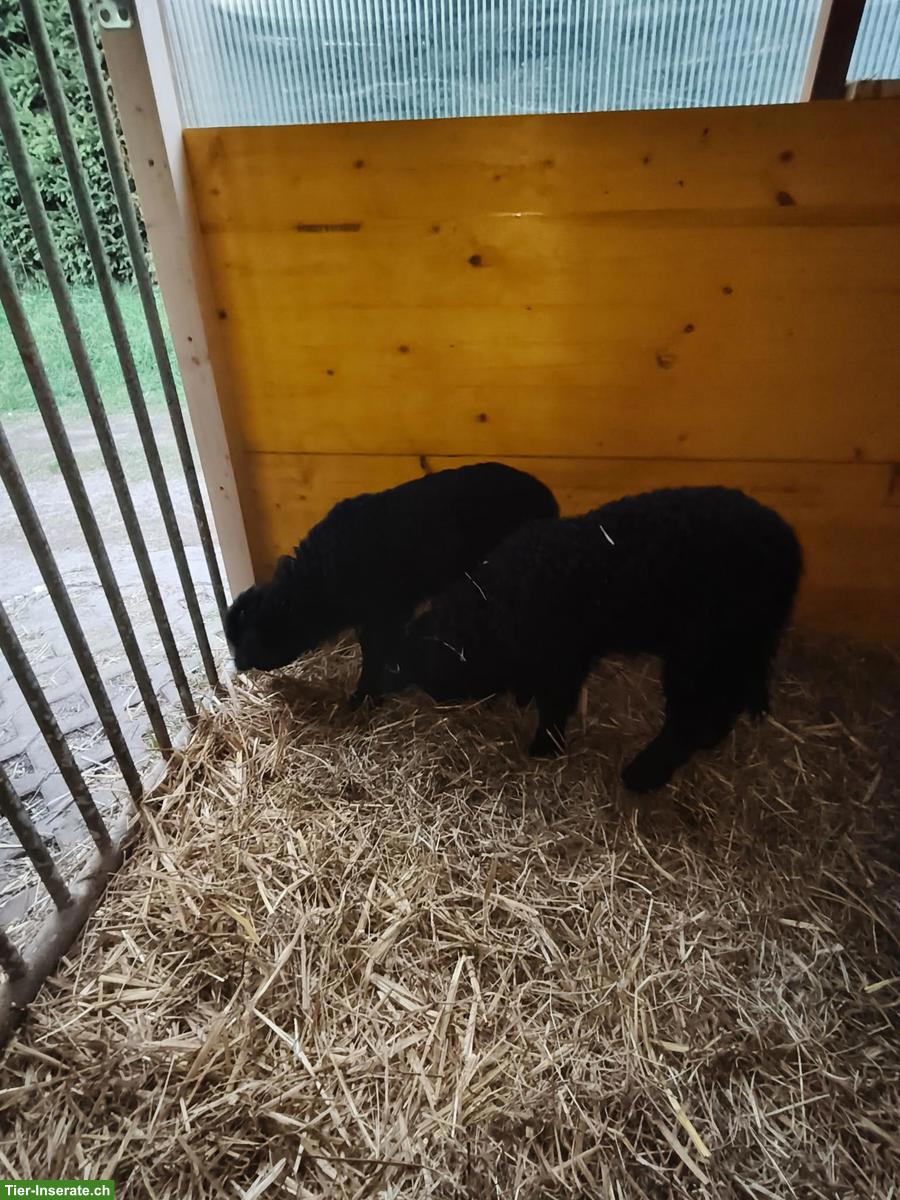 Bild 2: 2 Lämmer (Auen), Walliser Schwarznasenschaf x Walliser Landschaf