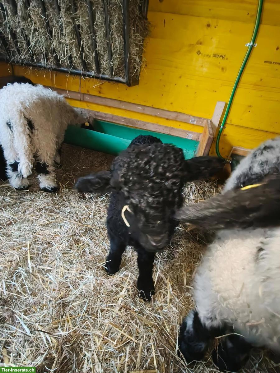 Bild 3: 2 Lämmer (Auen), Walliser Schwarznasenschaf x Walliser Landschaf