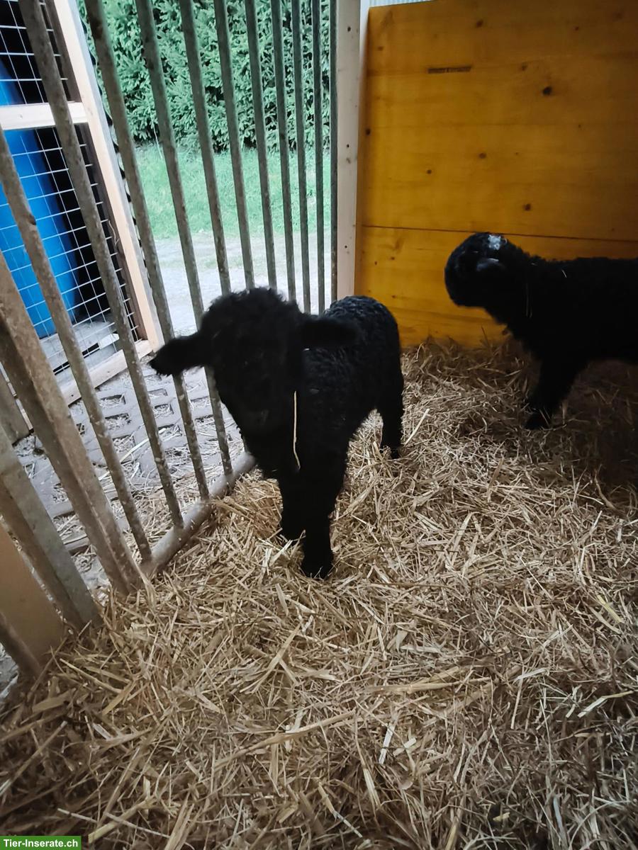 Bild 4: 2 Lämmer (Auen), Walliser Schwarznasenschaf x Walliser Landschaf
