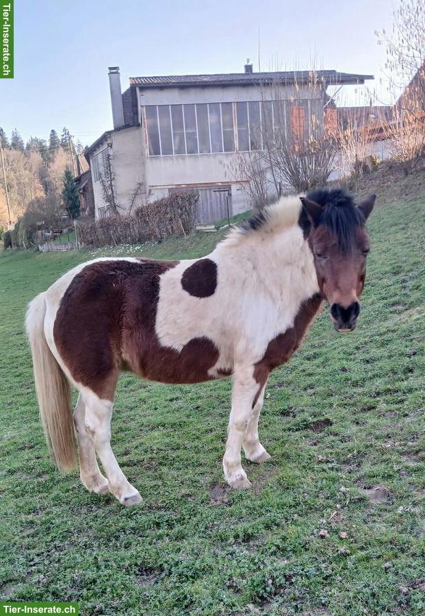 Scheckpony Stute, 19-jährig, 115cm