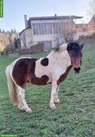 Scheckpony Stute, 19-jährig, 115cm