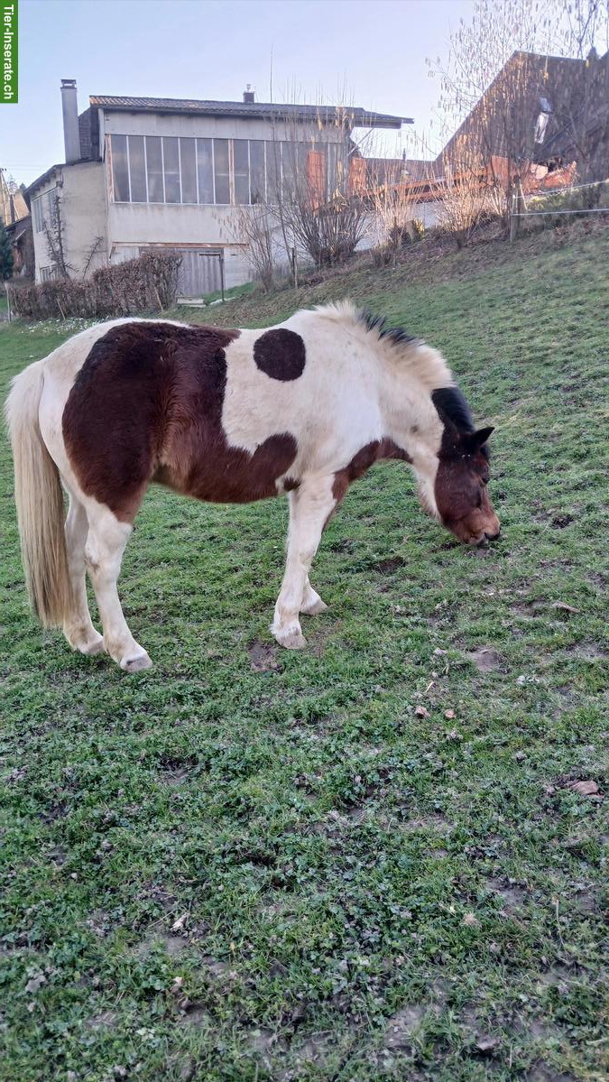 Bild 2: Scheckpony Stute, 19-jährig, 115cm