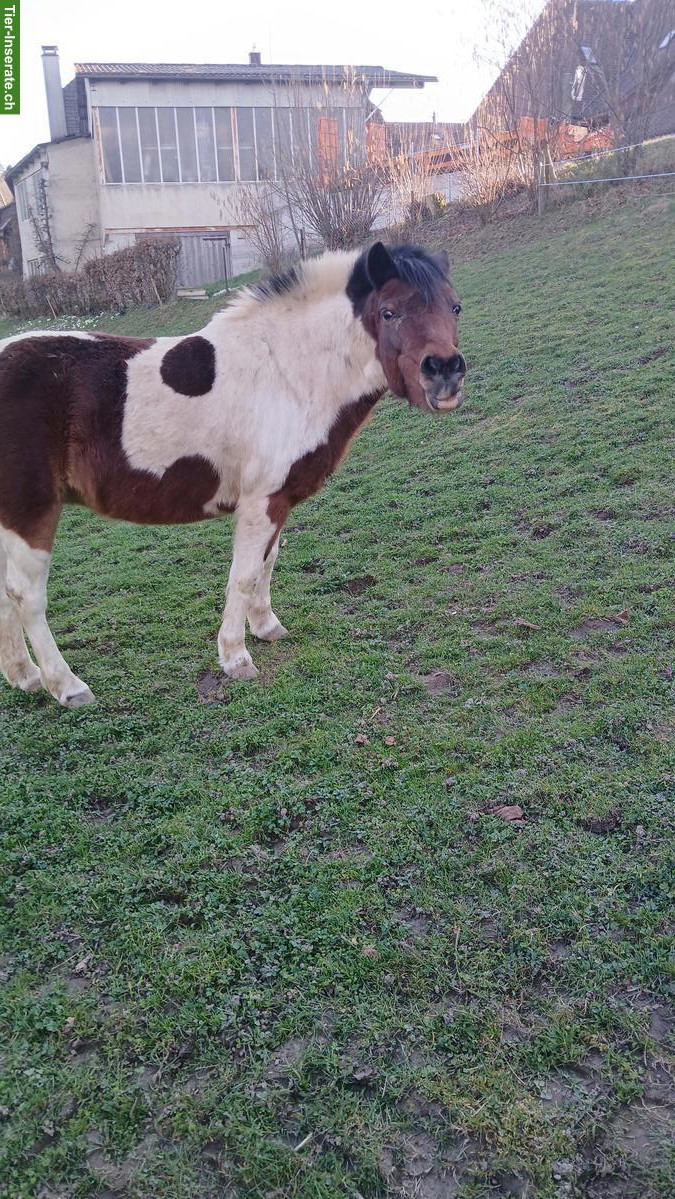 Bild 3: Scheckpony Stute, 19-jährig, 115cm