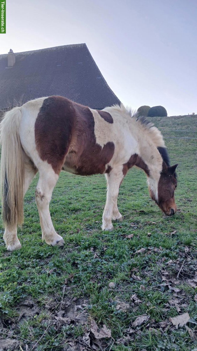 Bild 4: Scheckpony Stute, 19-jährig, 115cm