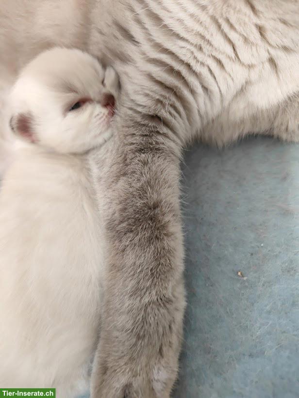 BKH/BLH Kitten, Kater