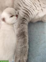 BKH/BLH Kitten, Kater