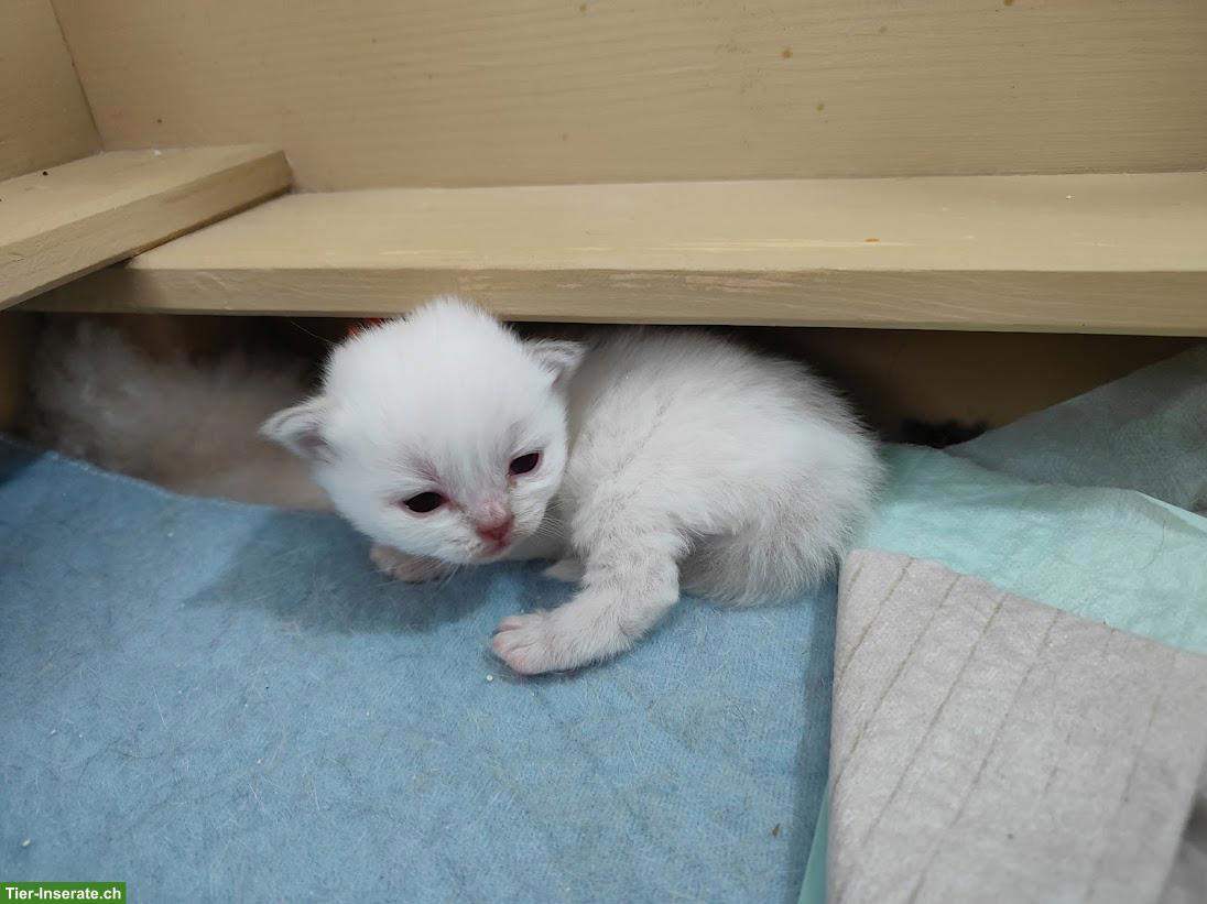 Bild 2: BKH/BLH Kitten, Kater