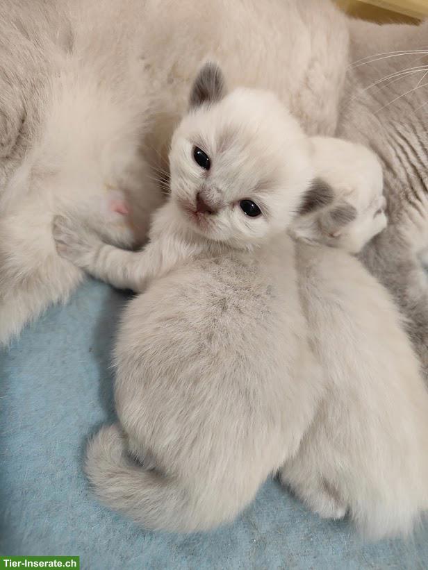 Bild 3: BKH/BLH Kitten, Kater