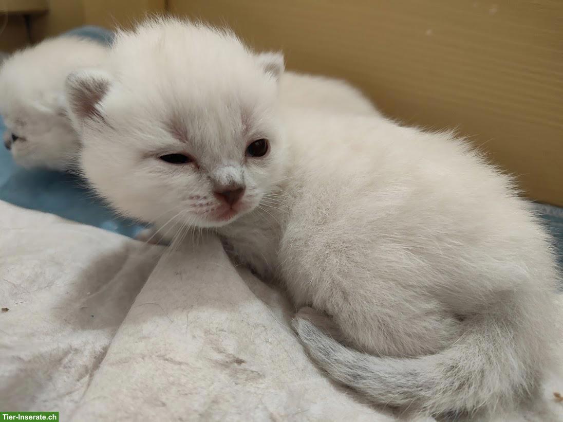 Bild 4: BKH/BLH Kitten, Kater