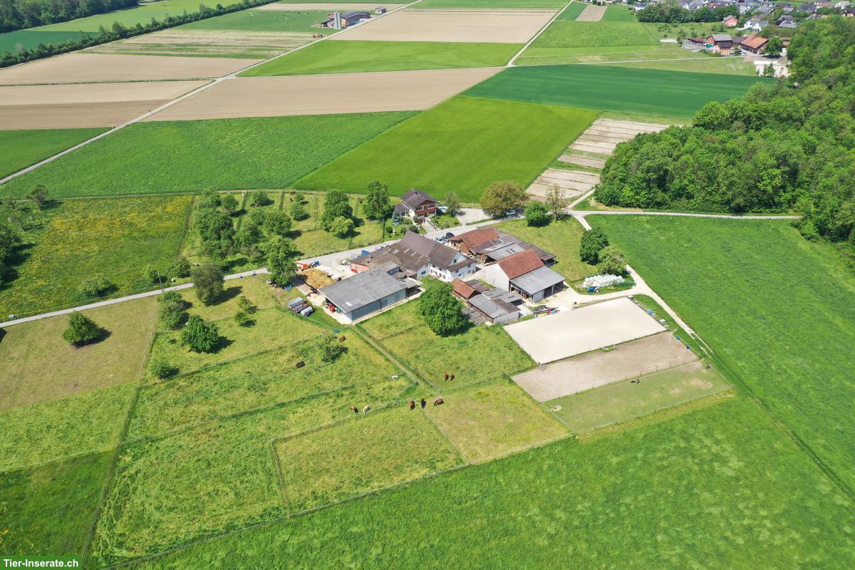 Pferde-Innenbox frei, Vollpension, Weinfelden TG