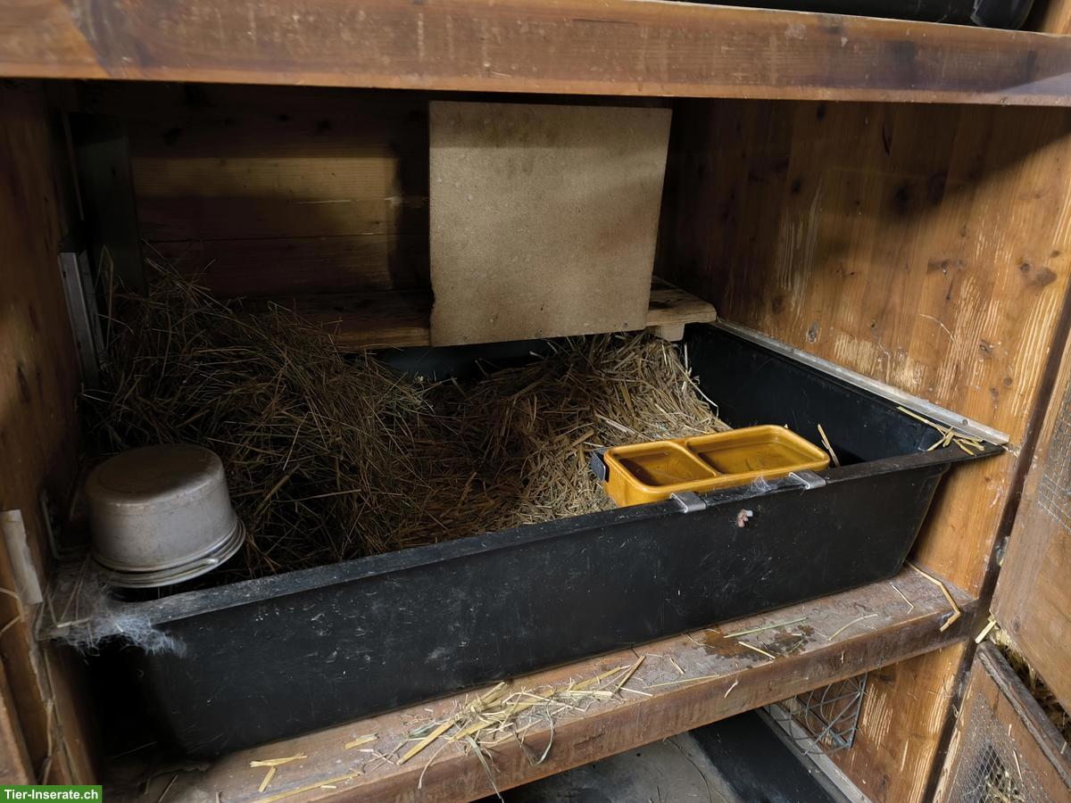 Bild 3: Grosser Kaninchenstall zu verkaufen