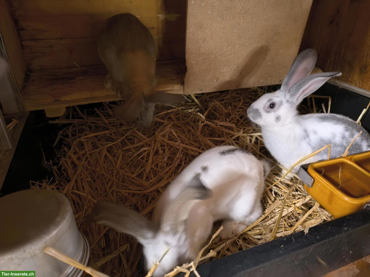 Bild 4: Grosser Kaninchenstall zu verkaufen