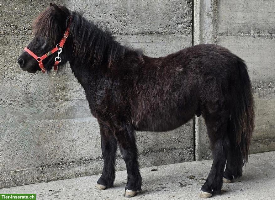 Shetlandpony Hengstfohlen (Shetty) zu verkaufen