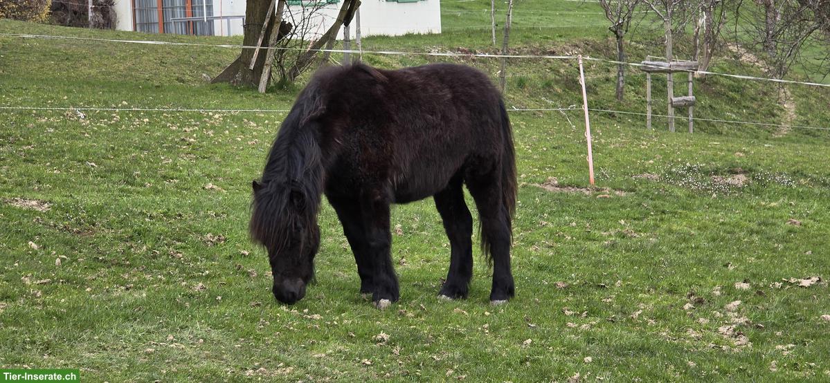 Bild 2: Shetlandpony Hengstfohlen (Shetty) zu verkaufen
