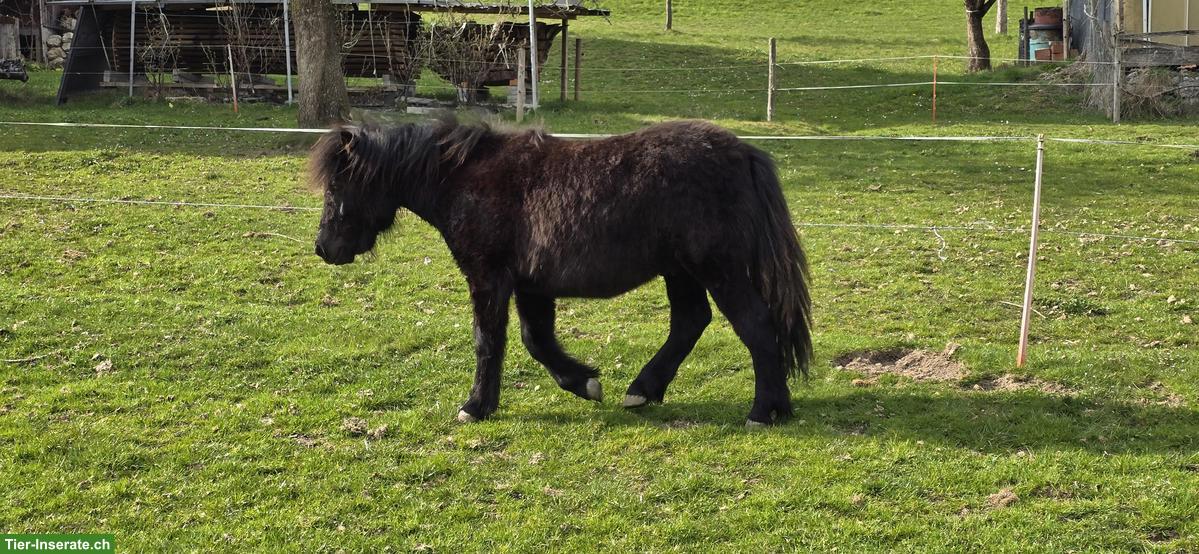 Bild 3: Shetlandpony Hengstfohlen (Shetty) zu verkaufen