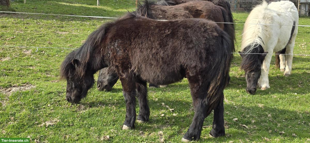 Bild 4: Shetlandpony Hengstfohlen (Shetty) zu verkaufen