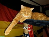 Hauskatzen rot & grau getigert, mit Freilauf