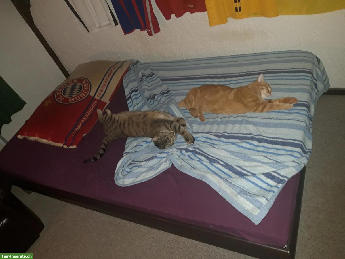 Bild 2: Hauskatzen rot & grau getigert, mit Freilauf