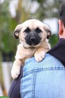 Mischlingshündin Emilia - lebensfroh, sanft, super lieb